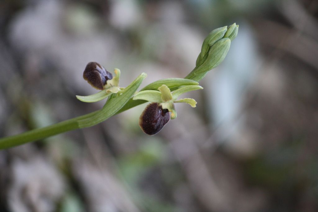 ophrys sphegodes classica